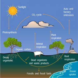 IELTS Writing Task 1 Cycle Diagram with Sample Answer