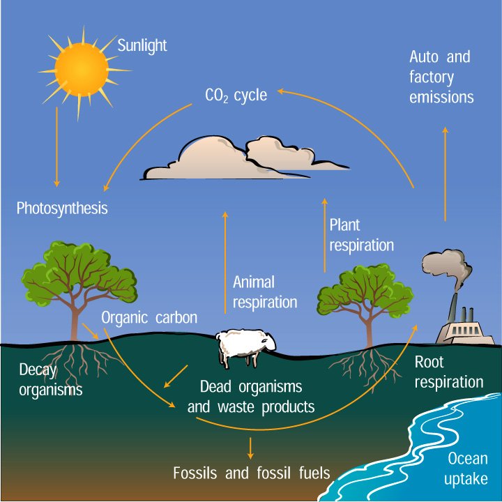 IELTS Writing: Cycle Diagram